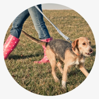 Volunteer - Dog Catches Something