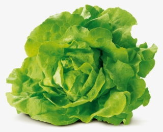 Cabbage-lettuce Von Elo