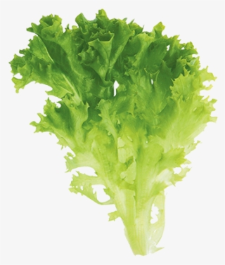 Salanova® Lollo Green - Tree