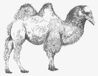 File - Cuermello - Bactrian Camel