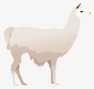 Llama Poster - Llama
