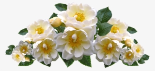 Roses, White, Flowers, Arrangement, Garden, Nature - Flower On Water Wave