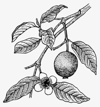 Guava Juice Drawing Tropical Fruit - Outline Of Guava Tree