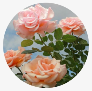Flowerpower S Rosas Flores Roses Circulo Vintage Png