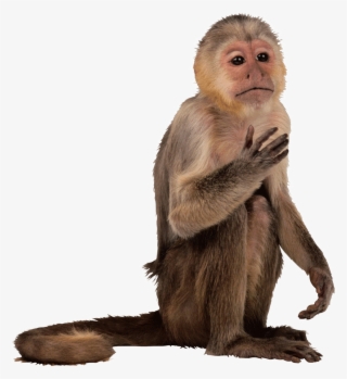 Monkey Face Png - Graphics And More Monkey Chimpanzee Wall Vinyl Art,