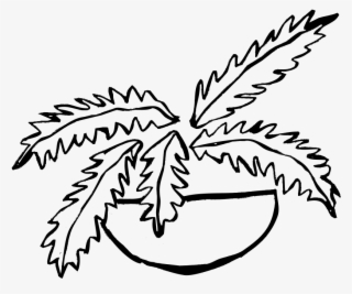 Fern