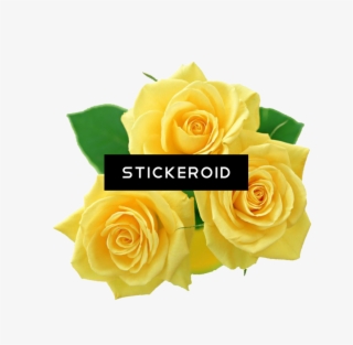 Pink Roses Flowers Bouquet - Rose Gialle