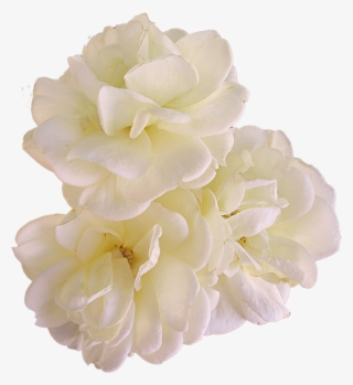 Gardenia Flowers Png Pic - Portable Network Graphics