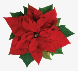 Poinsettia