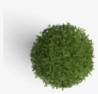 Some Of Our Clients - Cipres En Planta