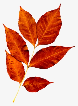 Fall Leaves Png, Fall Leaves Pictures, Leaf Flowers, - Biomass Derived Hard Carbon