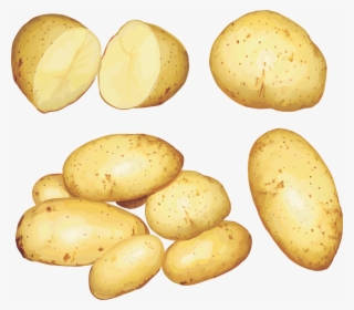 Free Png Potato Png Images Transparent - Potato Root Clip Art