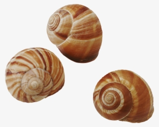 Seashell Png - Molluscs