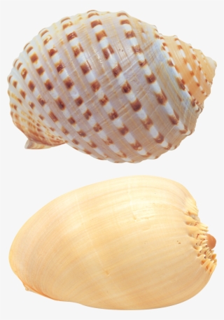 Seashell Png, Download Png Image With Transparent Background, - 贝壳 图片