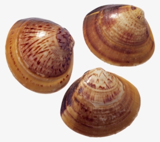 Seashell Png, Download Png Image With Transparent Background, - Ракушки