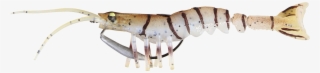 Transparent Shrimp Saltwater Vector Download - Savage Gear