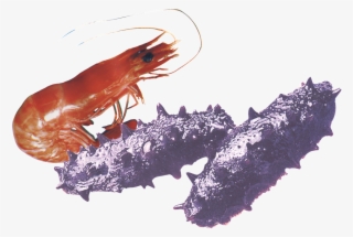 Aesthetically Beautiful Shrimp Ginseng Static Png - Cetriolo Di Mare Png