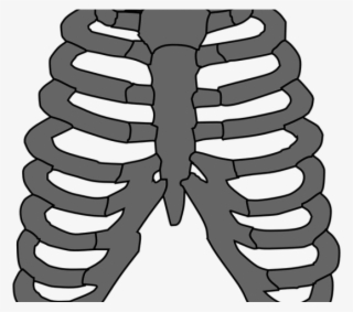 Rib Cage Png Transparent Images - Costillas Huesos Vector