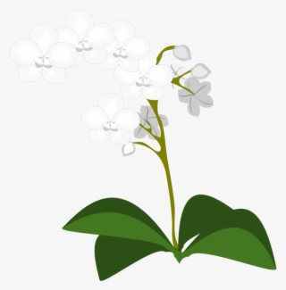 Moth Orchids Flowering Plant Plants - Orchid Plant Border