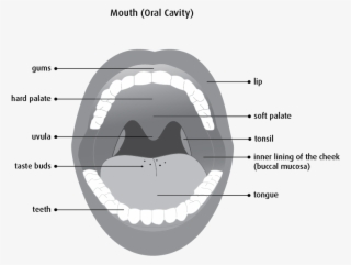 Diagram Of The Mouth - Lining Of The Mouth