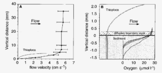 The Thick Shaded Lines Indicate The Levels Of Turbulence - Thioploca