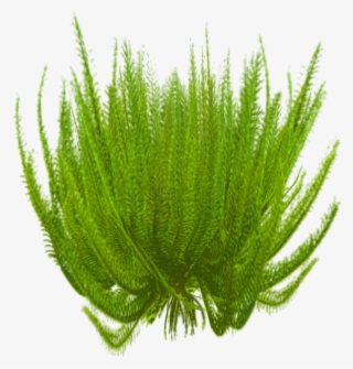 Feather Star 1 - Wiki