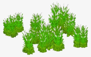 Kans Grass - Grass