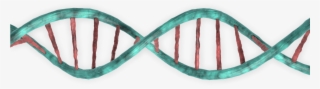 3d Dna Png