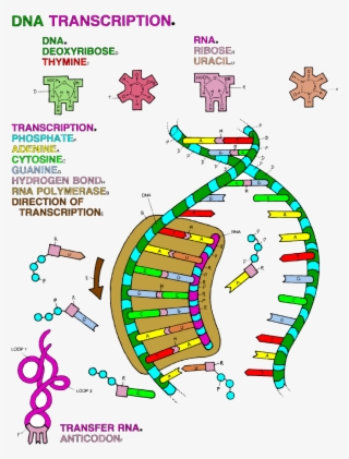 Dna Transcription Coloring Worksheet - 850x1100 PNG Download - PNGkit