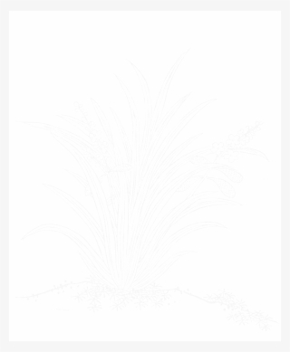 File - Imperial Encyclopaedia - Plant Kingdom - Pic448 - Line Art