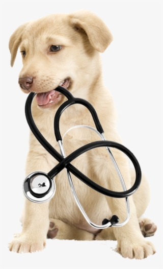 Contact Us - Pet Animal Surgery
