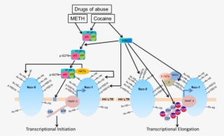Schematic Diagram Showing That Drugs Of Abuse, Specifically - Cocaine