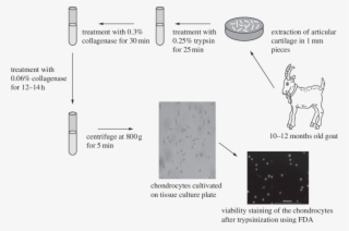 Schematic Diagram Showing The Procedure For Isolation - Schematic ...