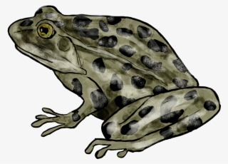 Graphic Royalty Free Library Bullfrog Drawing Northern - Plains Leopard Frog