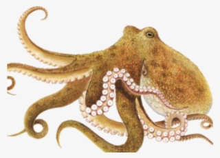 Octopus Png Transparent Images