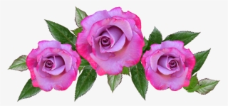 Rose, Flower, Floral, Petal, Anniversary - Blue Anniversary Flowers Png