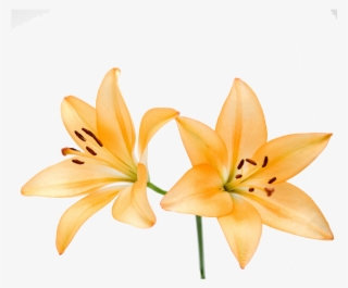 Free Illustration Lily Flower - Flores Laranja Aquarela Png