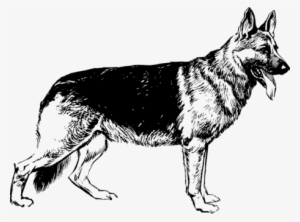 German Shepherd White Shepherd Saarloos Wolfdog Puppy - German Shepherd Black And White