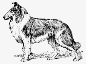 Shepherd Dog - Drawing Of A Collie