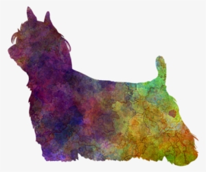 Long Hair In Watercolor By Pablo Romero - Art Print: Paulrommer's Yorkshire Terrier Long Hair