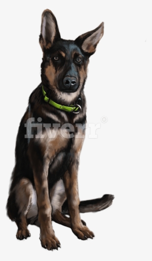 Old German Shepherd Dog