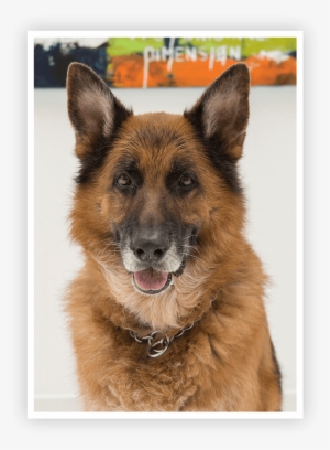 Kingston German Shepherd In Office - German Shepherd