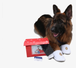 Old German Shepherd Dog