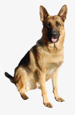 German Shepherd Png Image Background - German Shepherd Retired Dogs