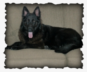 Picture - French Black Copper Maran Eggs