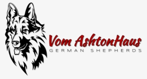 Ashtonhaus German Shepherds - Dog