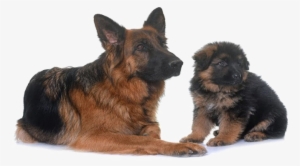 German Shepherd Png Transparent Image - Baby German Shepherd Png