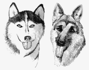 Open - German Shepherd And Husky Drawing