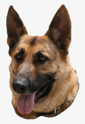 Old German Shepherd Dog