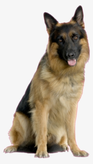 Share This Image - German Shepherd Dog Images Free Download